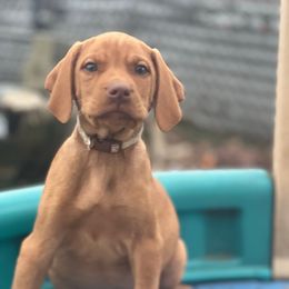 Scooby - Golden rust male Vizsla puppy in Boaz, Alabama from MountainTop Vizslas