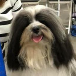 Havanese from Elysium Fields Farm