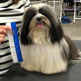 Havanese from Elysium Fields Farm