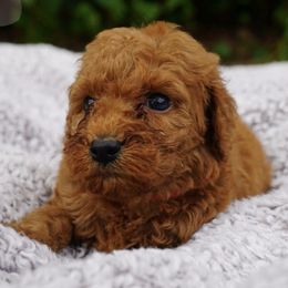 Poodles from Blossom Poodles