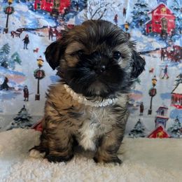 Muffin - Red female Shih Tzu puppy in Hemet, California from Aloha Shih Tzu