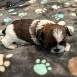Juliet - Tricolor female Shih Tzu puppy in Tampa, Florida from Shih Tzus of Kingshyre