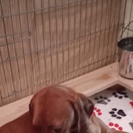 Vizsla Puppies from Foxfire Vizslas