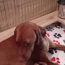 Vizsla Puppies from Foxfire Vizslas