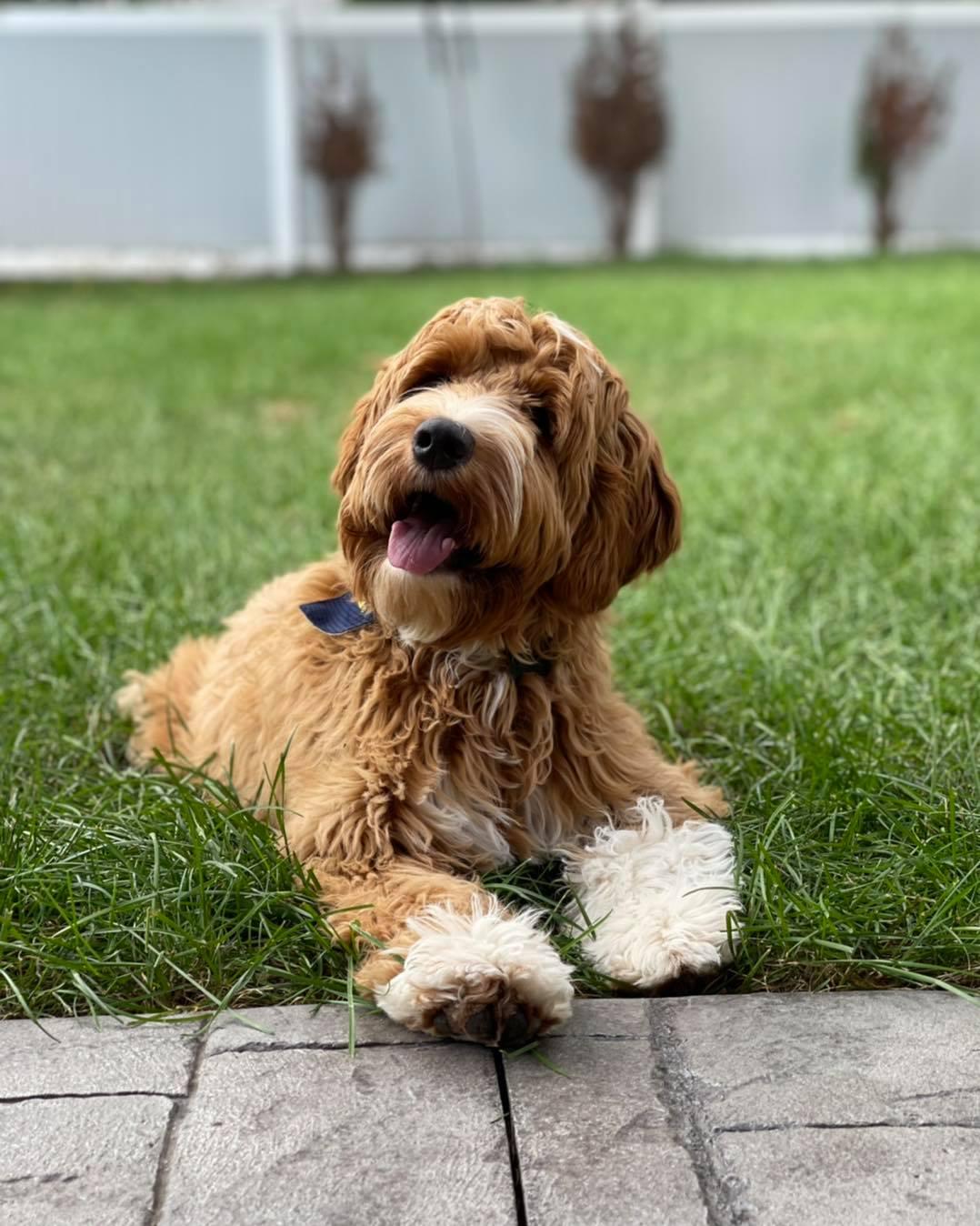 Labradoodle Dreams in Michigan Australian Labradoodle puppies Good Dog