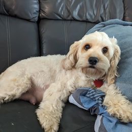 Piper - Cavapoo