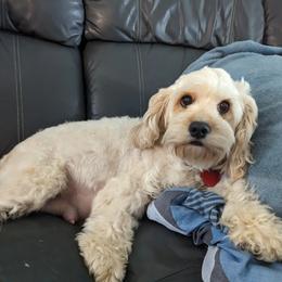 Piper - Cavapoo