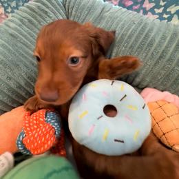 Kingpin - Red male Dachshund puppy in Pittsburg, California from Super Hero Dachshunds