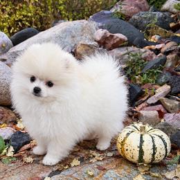Frosty x Mitzi White Cream Male - White male Pomeranian puppy in Pocatello, Idaho from Avalon Pomeranians