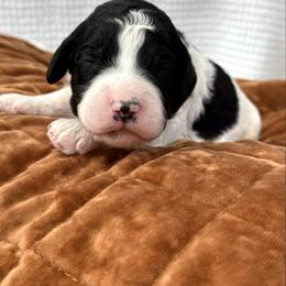 Patsy Cline - Black and white female Aussiedoodle puppy in Arizona from Coats of Many Colors LLC