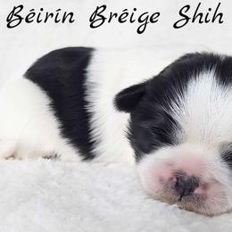 AKC Black & White Parti Female - Black and white female Shih Tzu puppy in Middle Grove, New York from Beirin Breige Shih Tzus