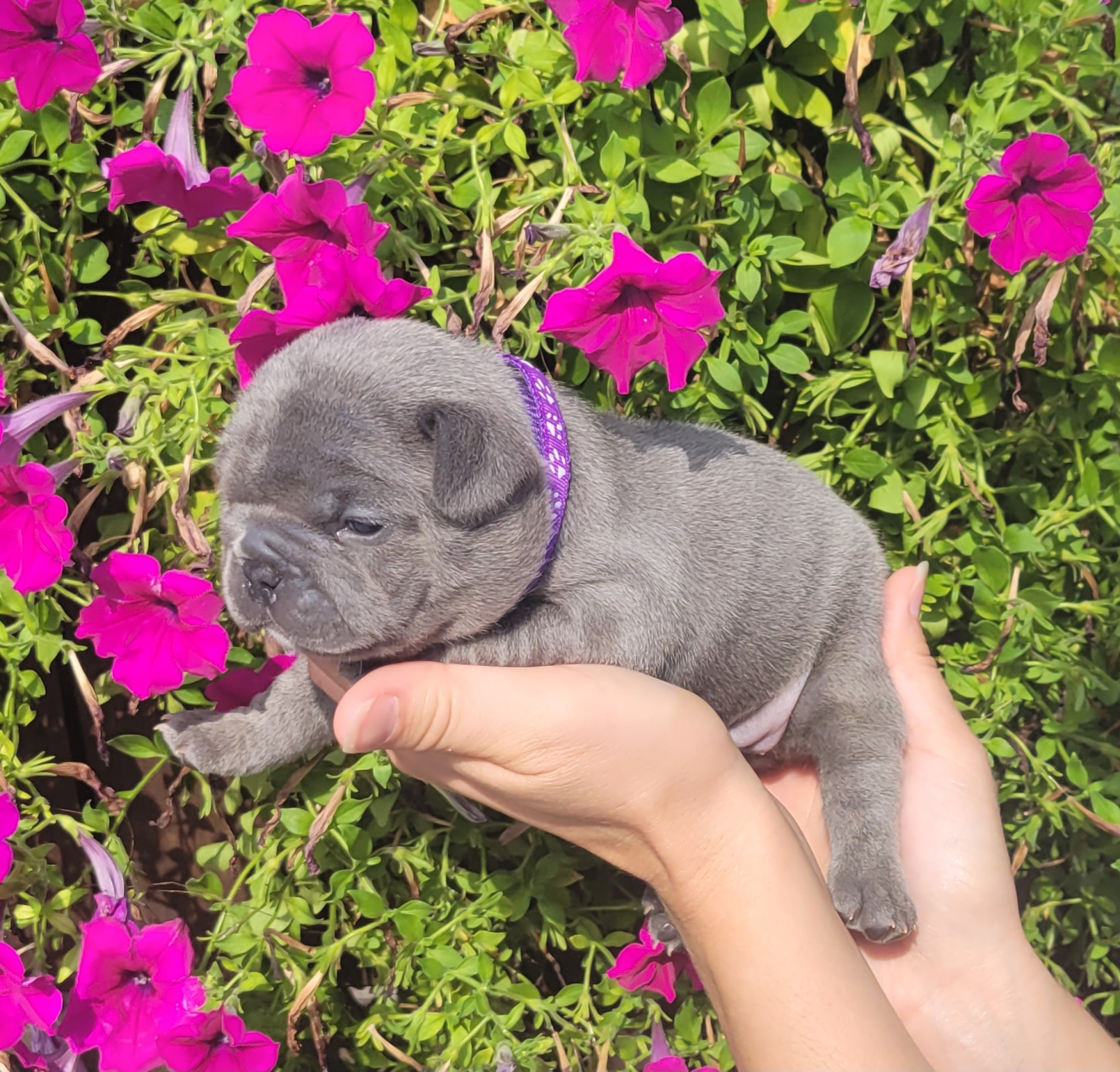 French Bulldog Puppies from Zoomie Time Frenchies
