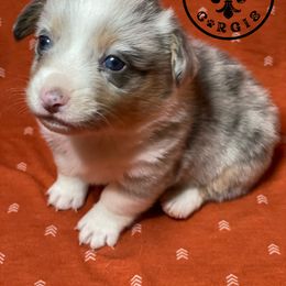 American Corgi and Pembroke Welsh Corgi Puppies from Caddeaux Corgis