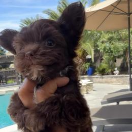 Edison - Chocolate and tan male Yorkshire Terrier puppy in Patterson, California from Luxe Yorkies of Central Valley
