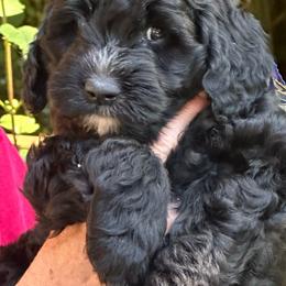 Boy 1 - Parti male Goldendoodle puppy in Gig Harbor, Washington from Sandy’s Goldendoodles