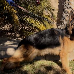 Sasha - German Shepherd
