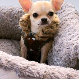 Kiwi - Chihuahua