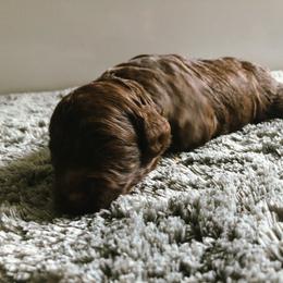 Cockapoo Puppies from Oodles of Doodles and Love