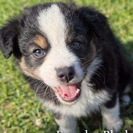 Miniature Australian Shepherd Puppies from TK Kennels