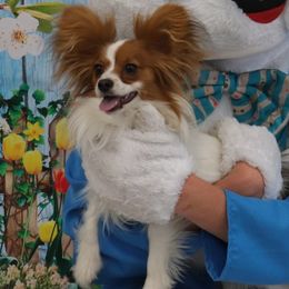 Papillon All Grown Up from PapillonPups