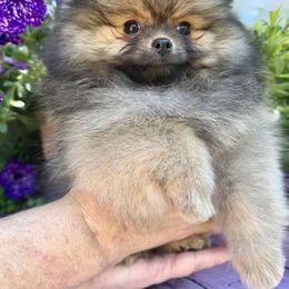 Boy 1 - Orange sable male Pomeranian puppy in Fort Collins, Colorado from Gempoms