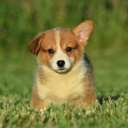 Red Female 3 - Red female Pembroke Welsh Corgi puppy in Kansas City, Missouri from Willow Creek Corgis