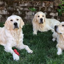 Golden Retriever Puppies from West Coast Cream Goldens