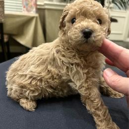 Eddie - Cream male Poodle puppy in Mineral Wells, Texas from S.H.A.R.P.’s Toy Poodles