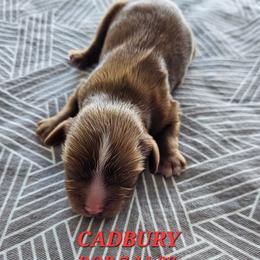 AKC CADBURY - Ruby male Cavalier King Charles Spaniel puppy in Joplin, Missouri, Missouri from HOL-A-DA CAVALIERS