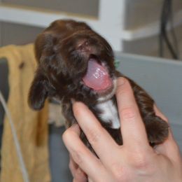 Field Spaniel Puppies from Nautica Field Spaniels