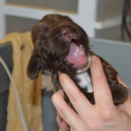 Field Spaniel Puppies from Nautica Field Spaniels