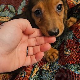 Dachshund Puppies from Samantha Spanton