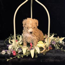 Lily - Apricot female Maltipoo puppy in Greenfield, Iowa from Sugar Plum Puppies