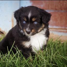 Mercury - Black tri female Miniature Australian Shepherd puppy in Enoch, Utah from Twisted H Aussies