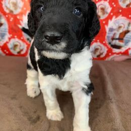 Poodle Puppies from Wonderland Kennel