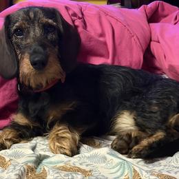 Cher - Dachshund