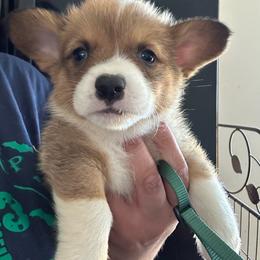 Maverick - White and red male Pembroke Welsh Corgi puppy in Rochester, New York from Tnt Yorkies and Cosmic corgis