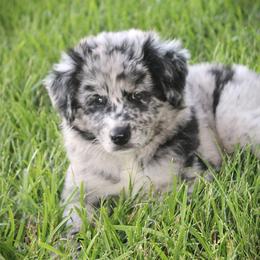 Denver - Blue merle male Australian Shepherd puppy in Mocksville, North Carolina from Trailblazing Aussies