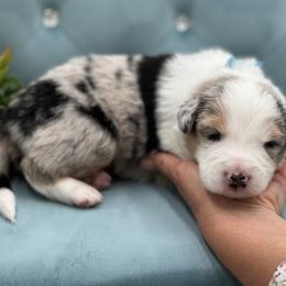 Nox - Blue merle male Border Collie puppy in Conway, Missouri from 2J 2K Border Collies | Maremma Sheepdogs