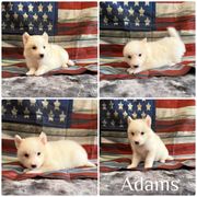 Adam's - White male Yakutian Laika puppy in Williamsburg, Ohio from Hickory Meadows Yakutian Laika