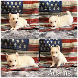 Adam's - White male Yakutian Laika puppy in Williamsburg, Ohio from Hickory Meadows Yakutian Laika
