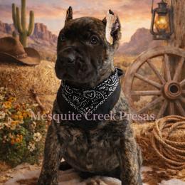 Comanche - Tiger male Perro de Presa Canario puppy in Horizon, Texas from Mesquite Creek Kennels