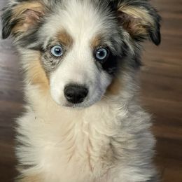 Pistol - Australian Shepherd