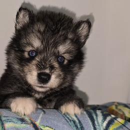 Queenie - Agouti and white female Siberian Husky puppy in Kansas City, Missouri from Anuun's Huskies