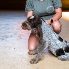Spinone Italiano Puppies from Millers Point Versatile Gun Dogs