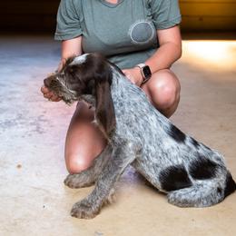 Spinone Italiano Puppies from Millers Point Versatile Gun Dogs
