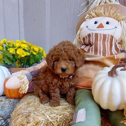 Pink - Apricot female Goldendoodle puppy in Little Rock, Arkansas from Adorable Mini Doodles LLC
