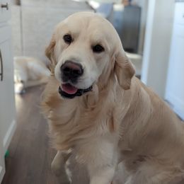 Sky - Golden Retriever