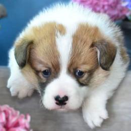 Mr Blue - Red male Pembroke Welsh Corgi puppy in Gig Harbor, Washington from Pacific Northwest Pembroke Welsh Corgis
