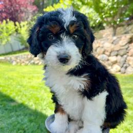 Rose Quartz (PINK collar) - female Australian Mountain Doodle puppy in Highland, Utah from Angel Pups Deluxe